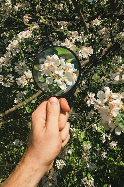 Eine Hand hält eine Lupe über weiße Blüten an einem Zweig