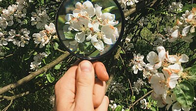 Eine Hand hält eine Lupe über weiße Blüten an einem Zweig