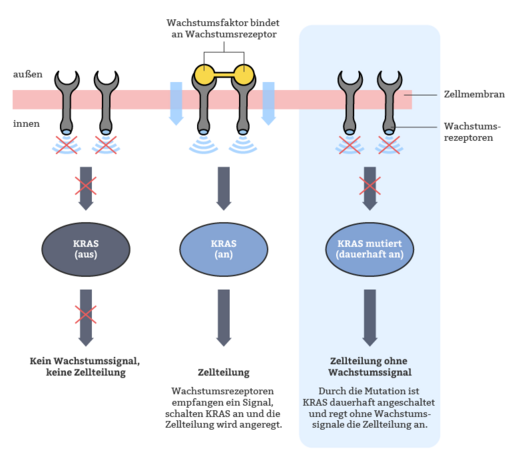 Infografik zur Funktion von Wachstumssignal-Rezeptoren und KRAS: Vergleich von „KRAS aus“, „KRAS an“ nach Rezeptorsignal und „KRAS mutiert (dauerhaft an)“ mit Zellteilung ohne Wachstumssignal.