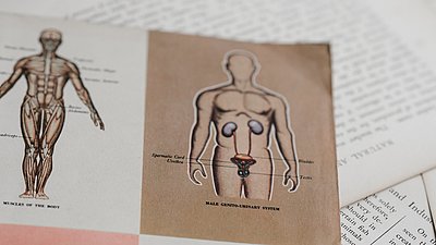 Ausschnitt aus einer Anatomie-Zeitschrift 