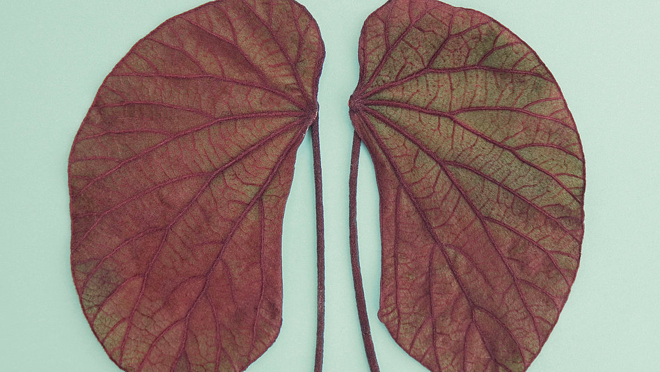 Zwei dunkle Pflanzenblätter in Nierenform auf mintgrünem Grund