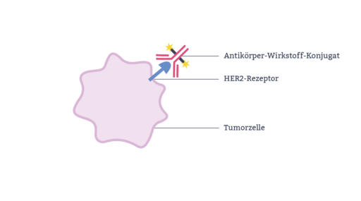 Grafik zur Bindung des Antikörper-Wirkstoff-Konjugats an die Tumorzelle 