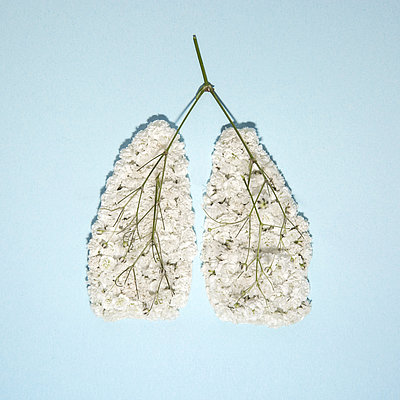 Weiße Blüten in Form einer menschlichen Lunge auf hellblauem Grund zurechtgelegt