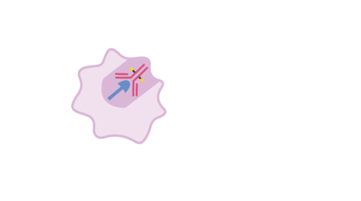 Grafik zur Aufnahme des Antikörper-Wirkstoff-Konjugats in die Tumorzelle 