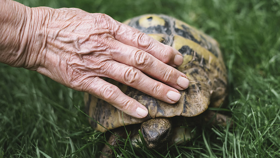 Seniorenhand auf einem Schildkrötenpanzer
