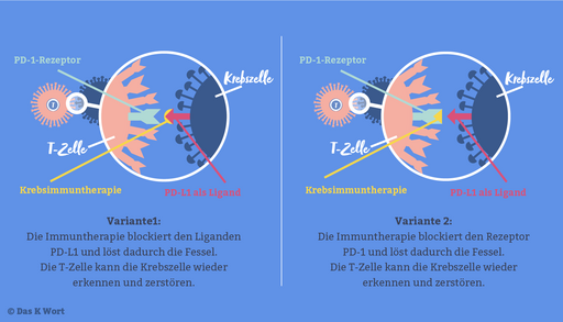 Grafik erklärt zwei Wirkweisen der Krebsimmuntherapie: Blockade von PD-L1 oder PD-1 hebt die Hemmung der T-Zellen auf, sodass diese Krebszellen wieder erkennen und bekämpfen können.