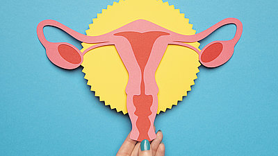 Eine Hand hält ein Papiermodell der weiblichen Geschlechtsorgane vor blauem Grund