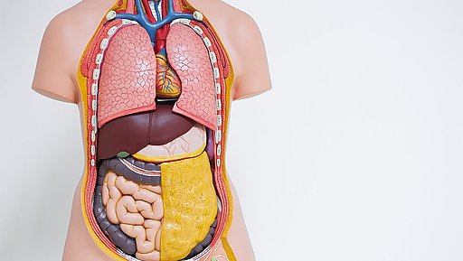 Plastisches Modell eines menschlichen Körpers mit sämtlichen Organen