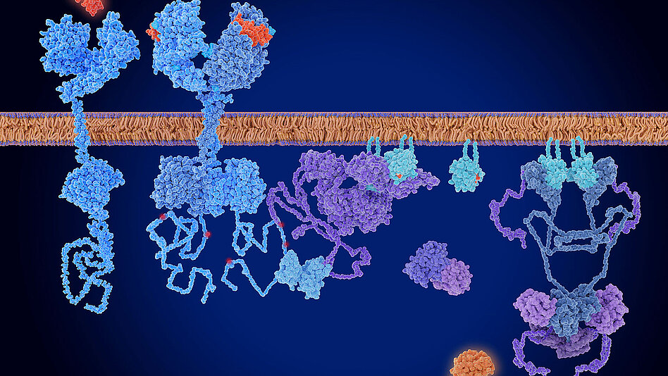 Illustration einer Zellmembran, die die an der Raf-MEK-ERK- bzw. MAPK/ERK-Signalkaskade beteiligten Proteine zeigt.