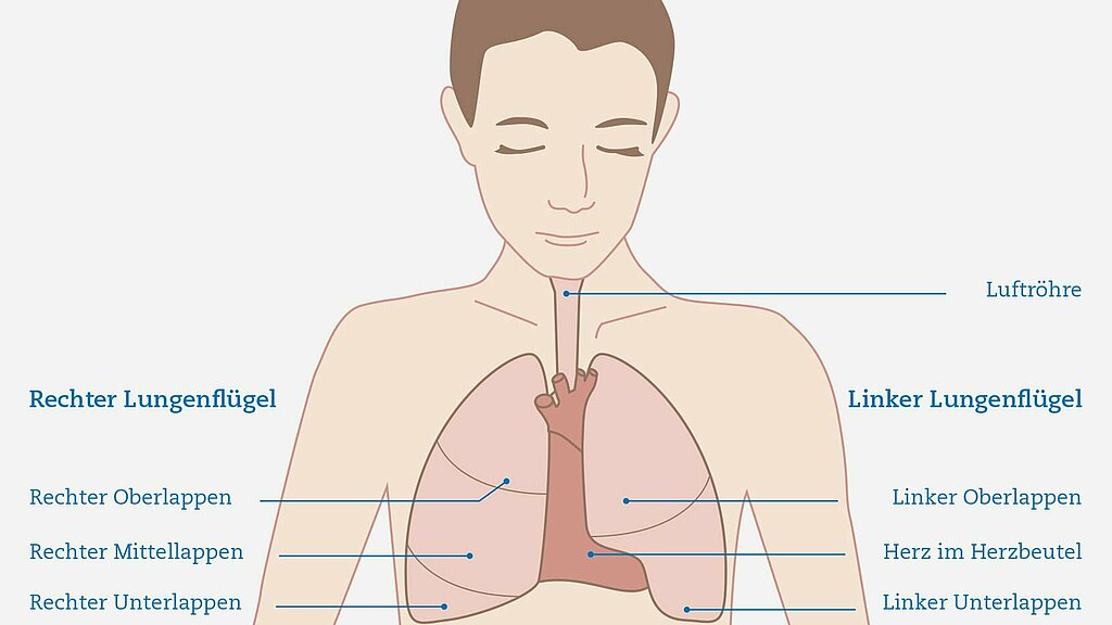 Lungenkrebs verstehen Die Funktion der Lunge