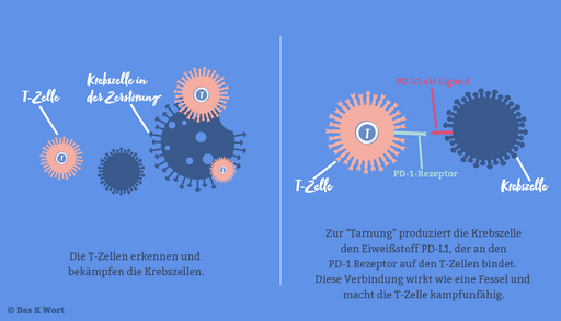 T-Zellen bekämpfen Krebszellen – Grafik erklärt PD-1/PD-L1-Mechanismus der Immunflucht bei Krebs.