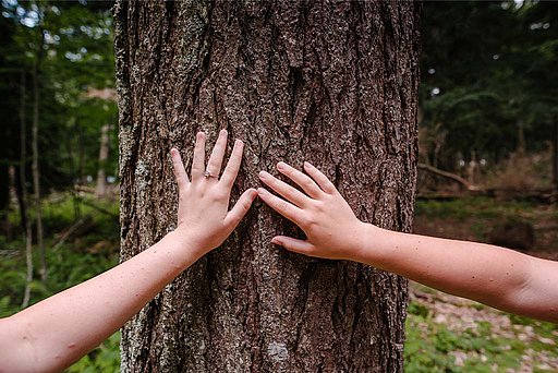 Bestattungsmöglichkeit Friedwald: Hände an einem Baumstamm