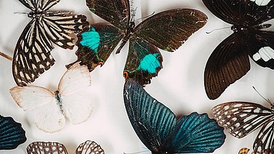Mehrere Schmetterlinge mit verschiedenen Farben und Mustern