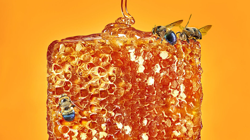 Tropfende Honigwabe, an der Bienen arbeiten