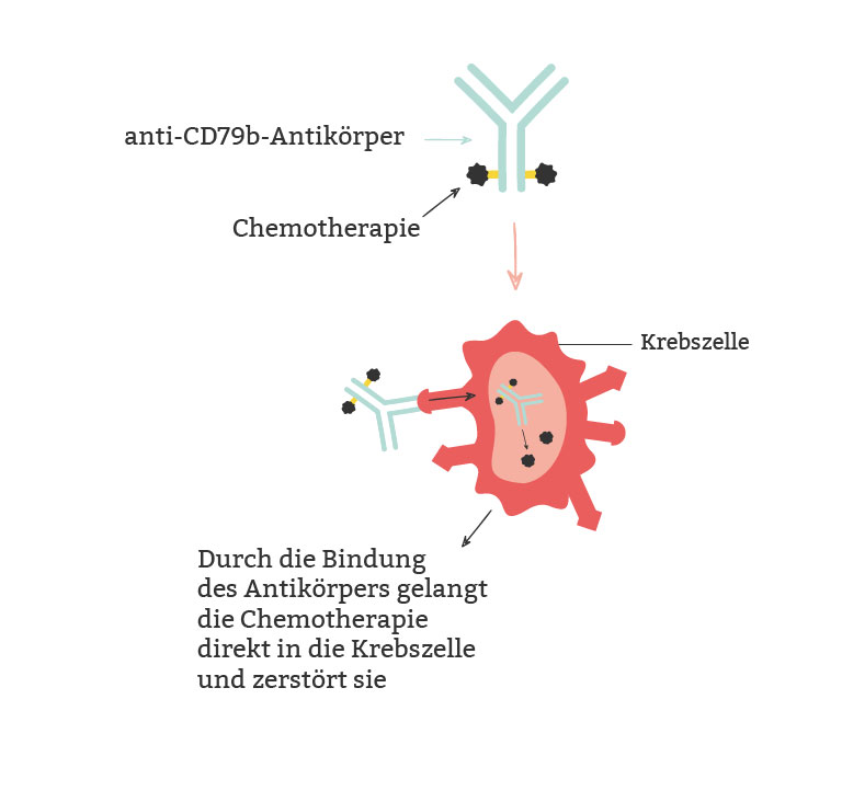 Antikörper-Wirkstoff-Konjugat: Der Antikörper bringt die gebundene Chemotherapie direkt zu den Krebszellen