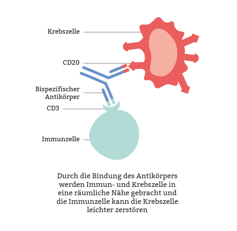 Bispezifischer Antikörper: Durch die Bindung an Lymphom- und T-Zelle bringt der Antikörper beide in räumliche Nähe 